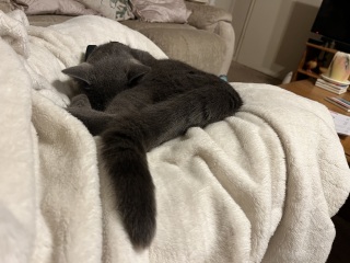 Trick or Cat Treat? The Excellent Cats do Halloween