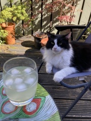 If your cat did OLD, what profile picture would she/he use?