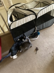 Trick or Cat Treat? The Excellent Cats do Halloween