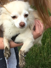 We’ve lost our Gypsy *sobs*