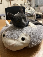 My owner won't let me eat birds anymore