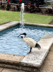 Trick or Cat Treat? The Excellent Cats do Halloween