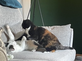 Please can someone distract me?