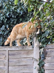 Trick or Cat Treat? The Excellent Cats do Halloween