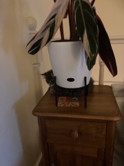 Trick or Cat Treat? The Excellent Cats do Halloween