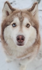 Christmas dog of the month: Share your festive dog photos & win a £100 prize bundle!