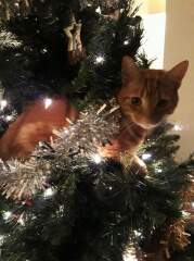 My darling ginger cat died while I was away. Can't stop feeling angry.
