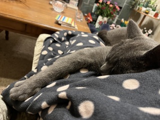 Trick or Cat Treat? The Excellent Cats do Halloween