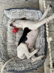 Which breed?