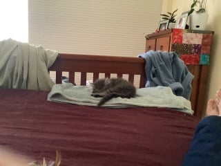 Trick or Cat Treat? The Excellent Cats do Halloween