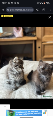 Is this kitten likely to turn black when older?