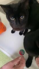 We lost our beautiful 20yr old cat 3 weeks ago but are adopting 2 lovely black kittens from a shelter