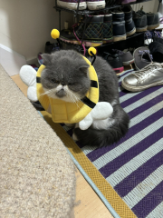 The cone of shame
