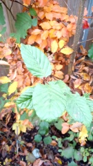 Identifying hedge