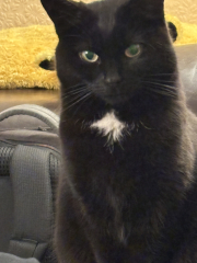 If you’ve lost a loved cat and hesitating whether to take the plunge again..