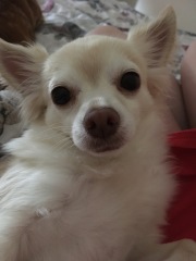 We’ve lost our Gypsy *sobs*