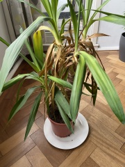 Any green fingered gurus around