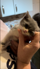 Bringing our new girl home - help!