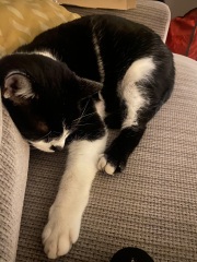 Trick or Cat Treat? The Excellent Cats do Halloween