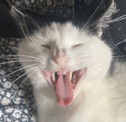 If your cat did OLD, what profile picture would she/he use?