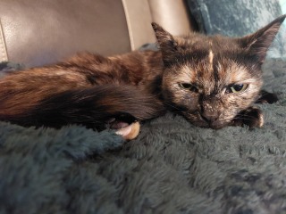Help name our cat!