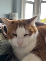 Scab and lump on cat’s face