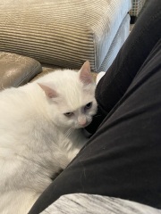 The Great Cancer Recovery part 3