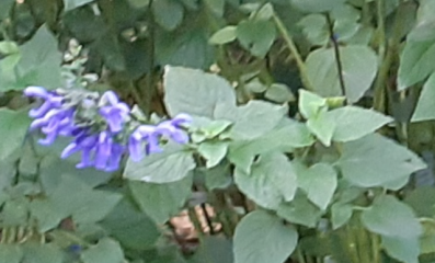 Plant i.d. - blue/purple flowers now