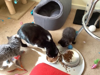 Trick or Cat Treat? The Excellent Cats do Halloween