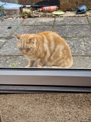 Trick or Cat Treat? The Excellent Cats do Halloween