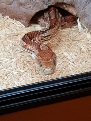 Trick or Cat Treat? The Excellent Cats do Halloween