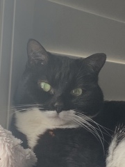 The Great Cancer Recovery part 3