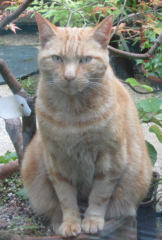 Bluestocking: Do androids dream of electric hair?