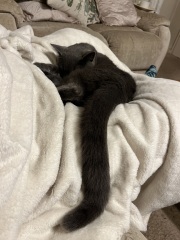 Trick or Cat Treat? The Excellent Cats do Halloween