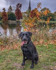 Adolescent Dog Survival...Sharing Tips & Tails