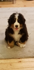 Which breed?