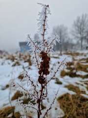 The Nigel Slater Christmas Chronicles Readalong 2024