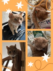 If your cat did OLD, what profile picture would she/he use?