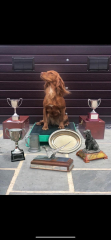 Puppy Survival Thread for New and Old Pups - here comes winter 2024