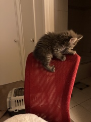 Trick or Cat Treat? The Excellent Cats do Halloween