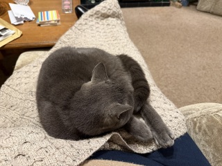 Trick or Cat Treat? The Excellent Cats do Halloween