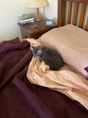 Trick or Cat Treat? The Excellent Cats do Halloween