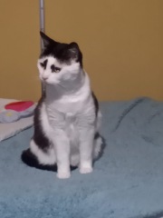 Any advice on finding a home for more mature foster cat?