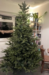 White Company Christmas tree?