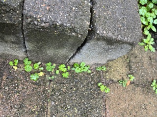 How to get rid of weeds on paving