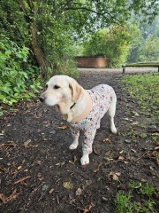 October’s dog of the month: Share your autumn dog photos & win £100 prize bundle!