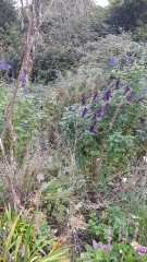 Plant i.d. - blue/purple flowers now