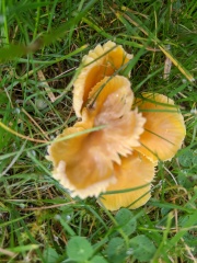 Lawn fungus
