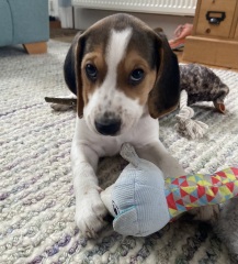Which breed?