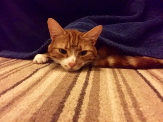 If your cat did OLD, what profile picture would she/he use?